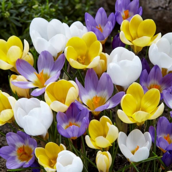 Crocus Species Botanical Mixture Ruigrok Flowerbulbs