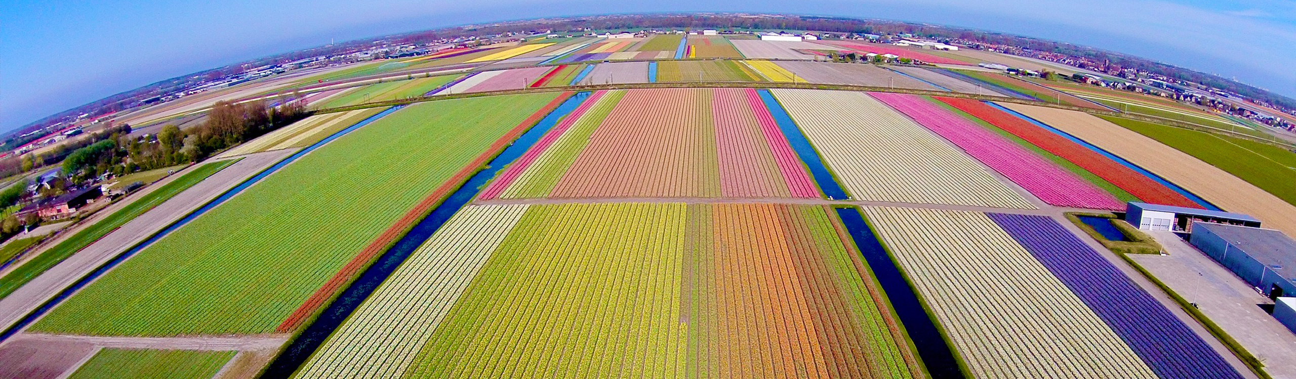 Our bulb farm