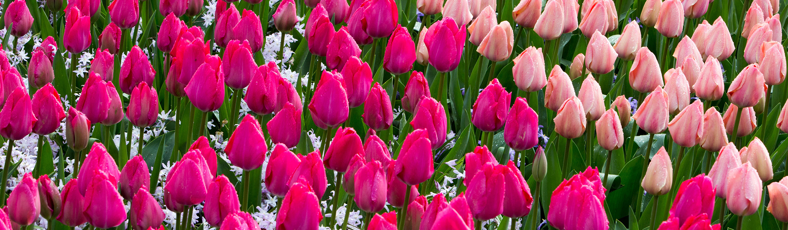 Planting and care