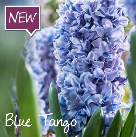 hyacinth-blue-tango-ruigrok-flowerbulbs