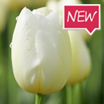fremont-tulip-ruigrok-flowerbulbs