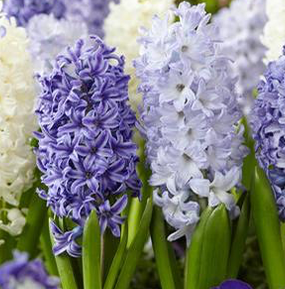hyacinth-nursery-ruigrok-flowerbulbs