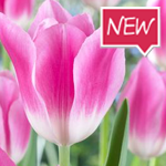 royal-ten-tulip-ruigrok-flowerbulbs