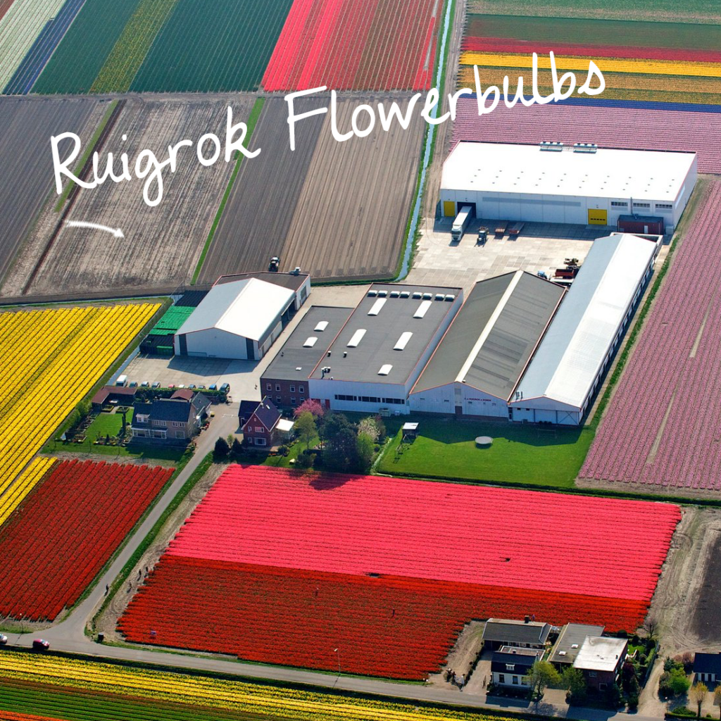 nursery-ruigrokflowerbulbs-netherlands