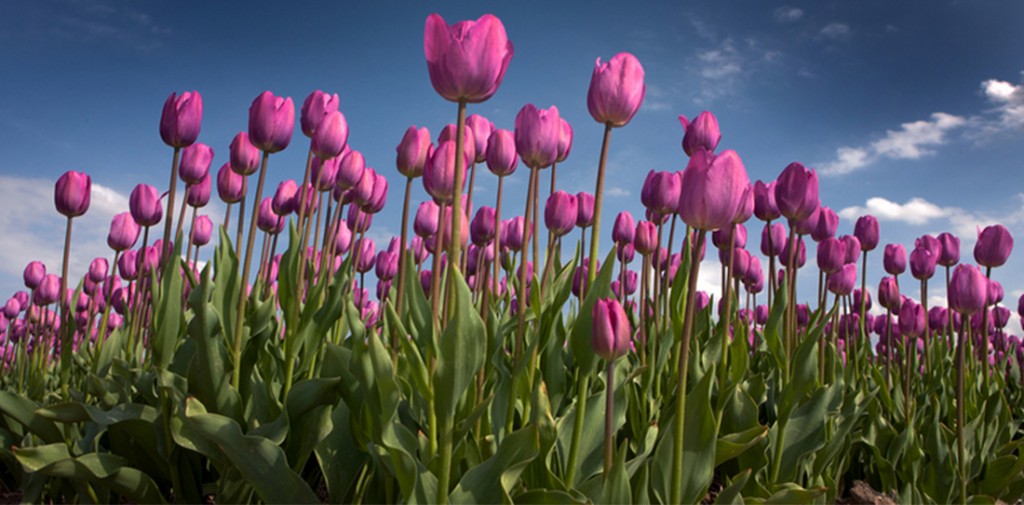 tulips-ruigrok-flowerbulbs