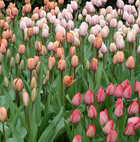 contact-tulip-ruigrok-flowerbulbs