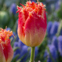 The Best Tulips For Your Garden