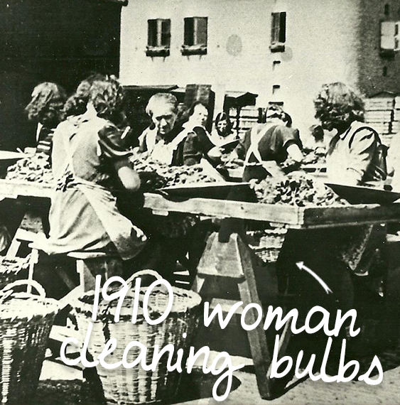 Woman cleaning bulbs