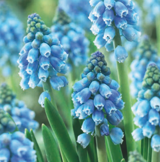 catalog-bluegrapes-ruigrok-flowerbulbs