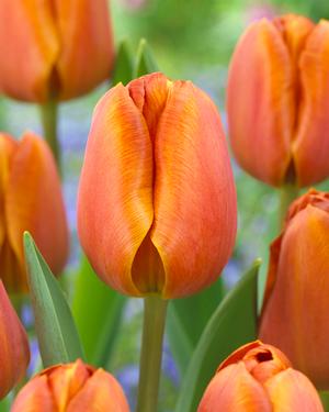 Tulip Brown Sugat