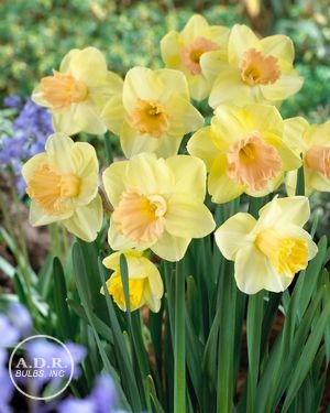 Daffodil Lorikeet