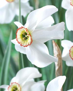 Daffodil Poeticus Recurvus