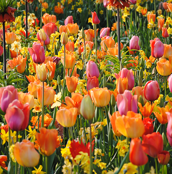 tulips-ruigrok-flowerbulbs