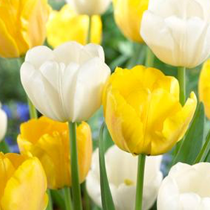Sunny Spring Ruigrok Flowerbulbs