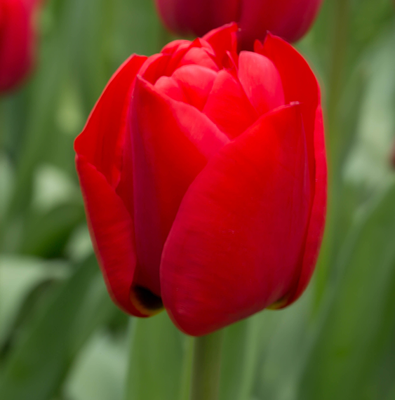 tulip-ruigrok-flowerbulbs-retailspecialist