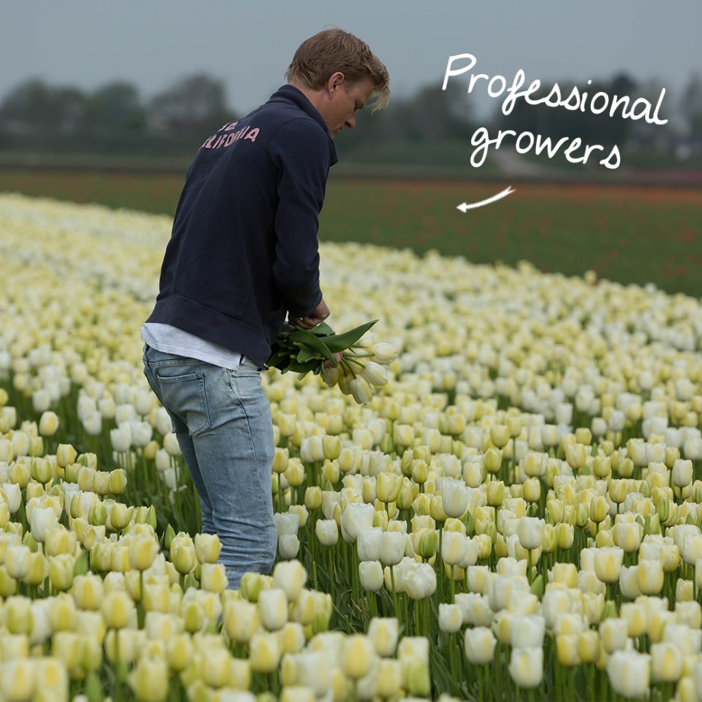 professional-growers-wholesale-flowerbulbs