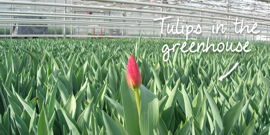 Tulips in Greenhouse