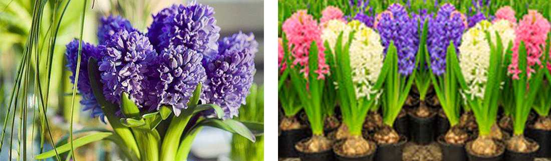 hyacinth-forcing-ruigrok