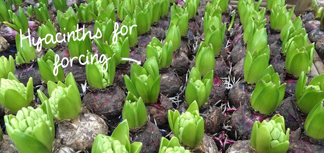 hyacinths-for-forcing