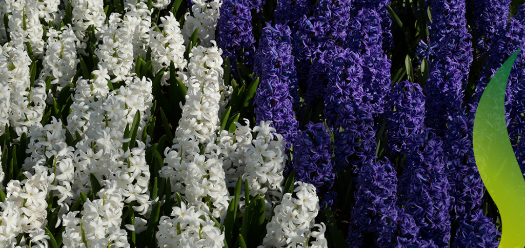Hyacinths Ruigrok Flowerbulbs