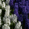 Great Hyacinths