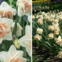 Bulb Of The Month: ‘Narcissi Double Delnashaugh’
