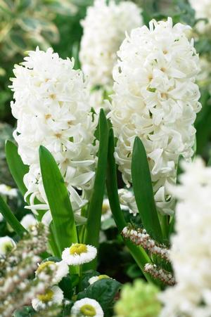 Hyacinthus White Pearl