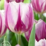 tulipa-triumph-flaming-flag