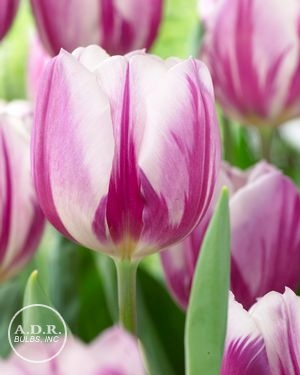 tulipa-triumph-flaming-flag