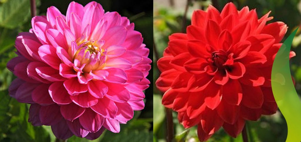 Dahlias Ruigrok Flowerbulbs