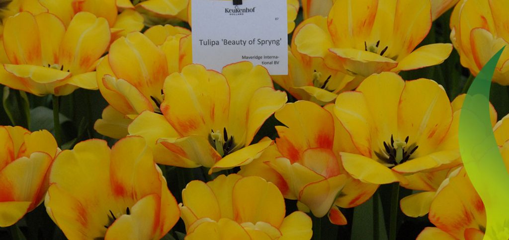 Beauty of Spring Ruigrok Flowerbulbs