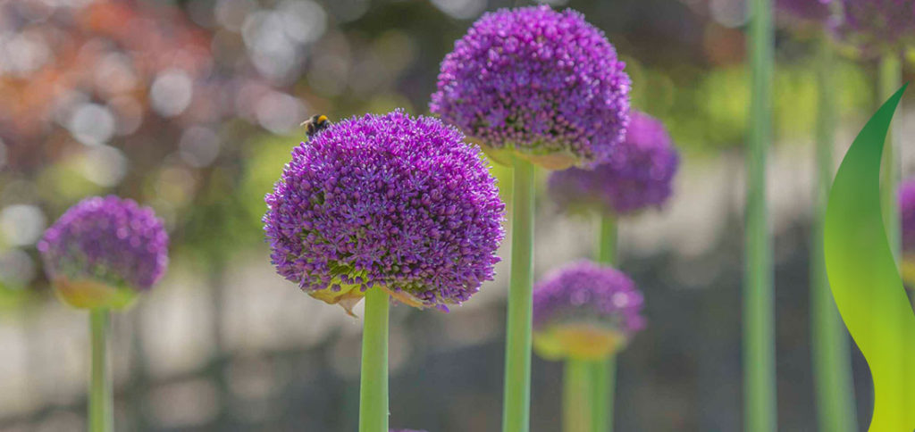 Flora en fauna Ruigrok Flowerbulbs