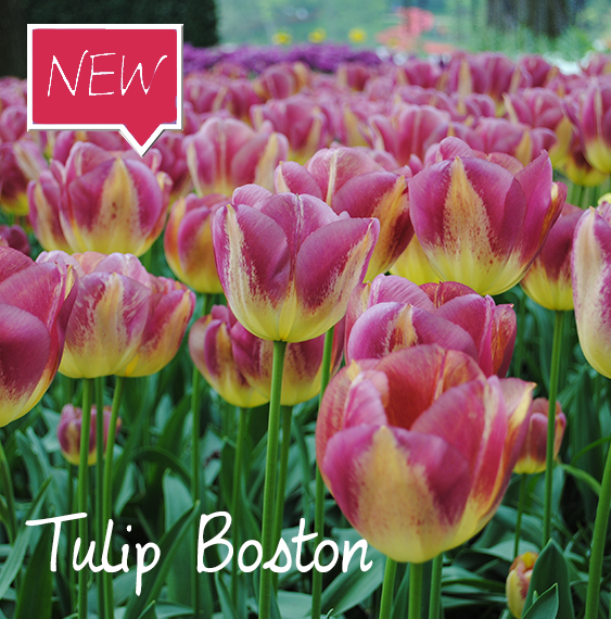 Tulip Boston Ruigrok Flowerbulbs