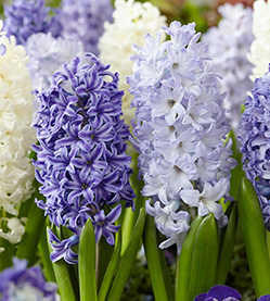 Hyacinth Mix The Blues