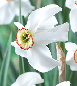 Daffodil Poeticus Recurvus