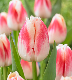 Tulip Pleasure