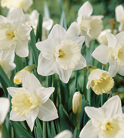 Daffodil Mount Hood