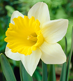 Daffodil Goblet
