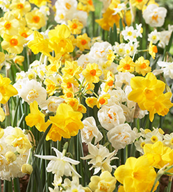 Daffodil mix Fragrant