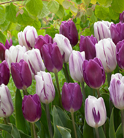 Tulip Flaming Purple