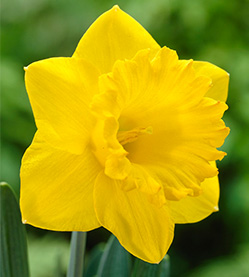 Daffodil Dutch master