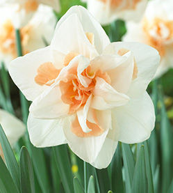 Daffodil Delnashaugh