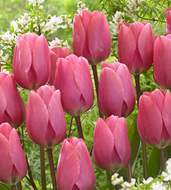 Tulip Big Love