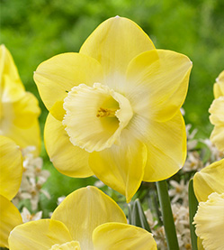 Daffodil Avalon