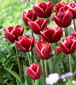 Tulip Armani