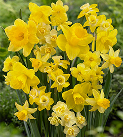 Daffodil Amsterdam