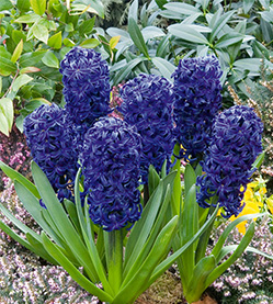 Hyacinth Aïda