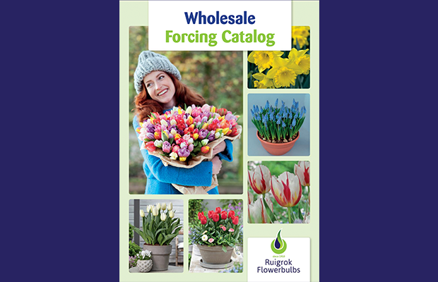 Wholesale Forcing catalog