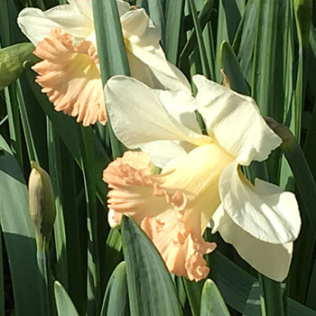 Daffodils Britisch Gamble