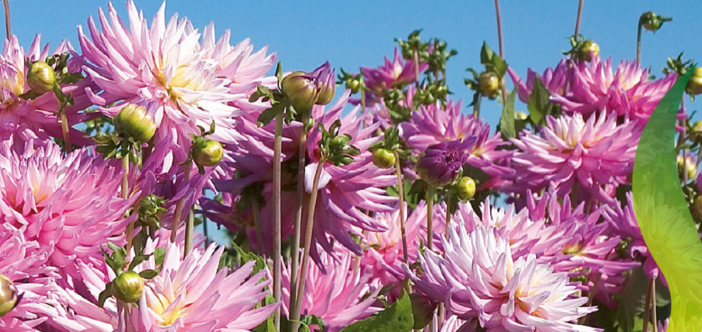 Spring Catalog Ruigrok Flowerbulbs